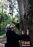 四川广元：中美学者走进翠云廊 感受“活态博物馆”的独特魅力